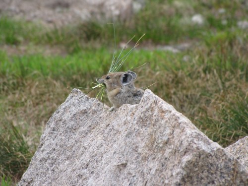 PikaChrisKennedyUSFWS